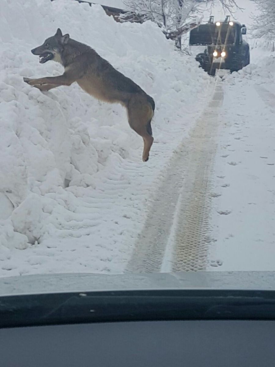 #lemarchemagic #wildlife #lemarche #moterubbiano