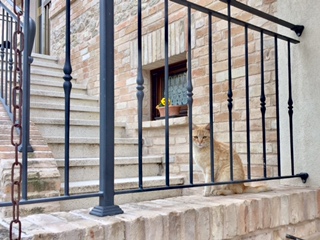 #lemarchemagic #lemarche #agriturismo #farmlife #bio #goodliving #Italianadventures #worldofbees #chickens #bnb #FonteCa