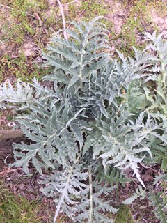 #lemarchemagic #lemarche #agriturismo #farmlife #bio #goodliving #Italianadventures #worldofbees #chickens #bnb #FonteCa