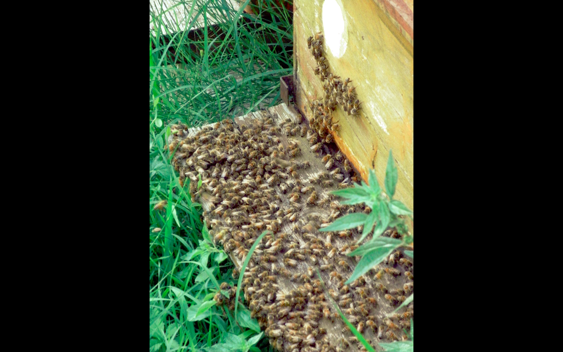 #lemarchemagic #lemarche #agriturismo #farmlife #bio #goodliving #Italianadventures #worldofbees #chickens #bnb #FonteCarrà #Bees #beehives