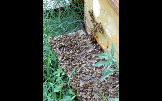 #lemarchemagic #lemarche #agriturismo #farmlife #bio #goodliving #Italianadventures #worldofbees #chickens #bnb #FonteCarrà #Bees #beehives