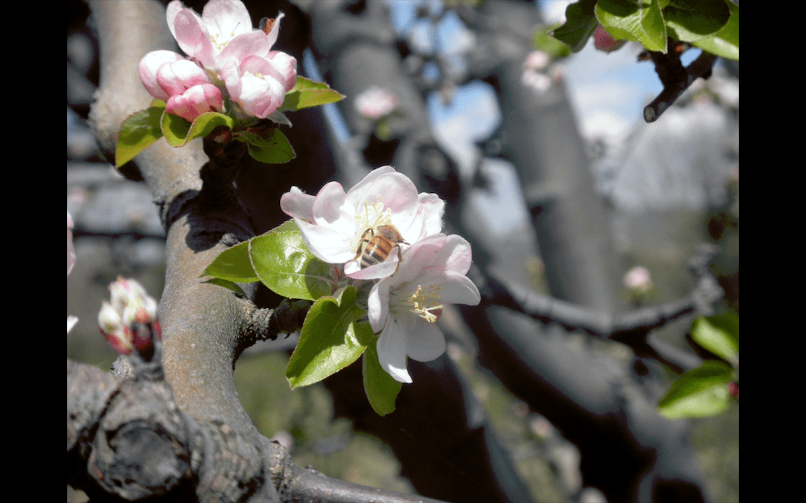 #lemarchemagic #lemarche #agriturismo #farmlife #bio #goodliving #Italianadventures #worldofbees #chickens #bnb #FonteCarrà #Bees