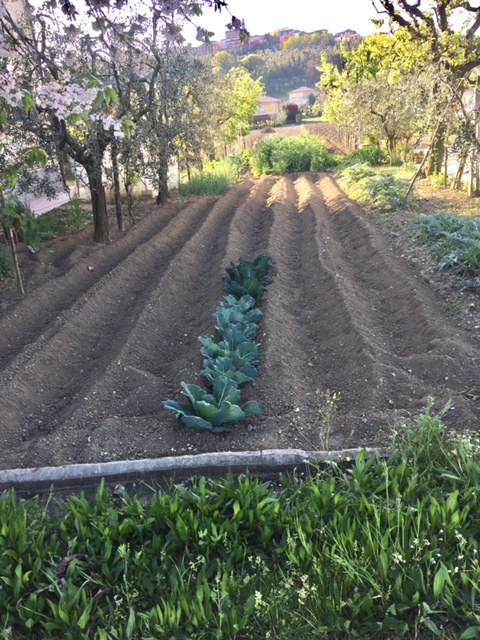 #LeMarcheMagic #LeMarche #Italy #Spring #VeggieGardens #MorningWalks