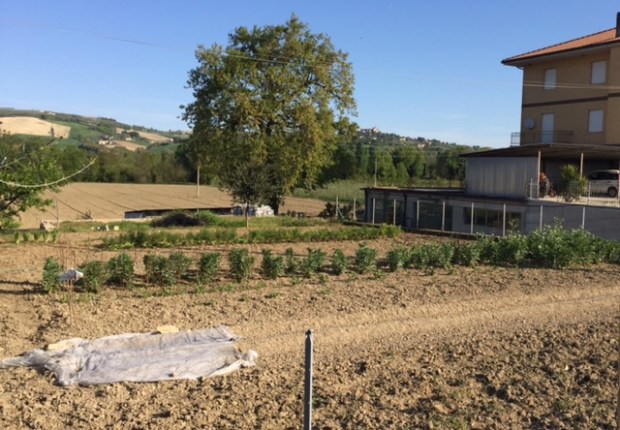 #LeMarcheMagic #LeMarche #Italy #Spring #VeggieGardens #MorningWalks