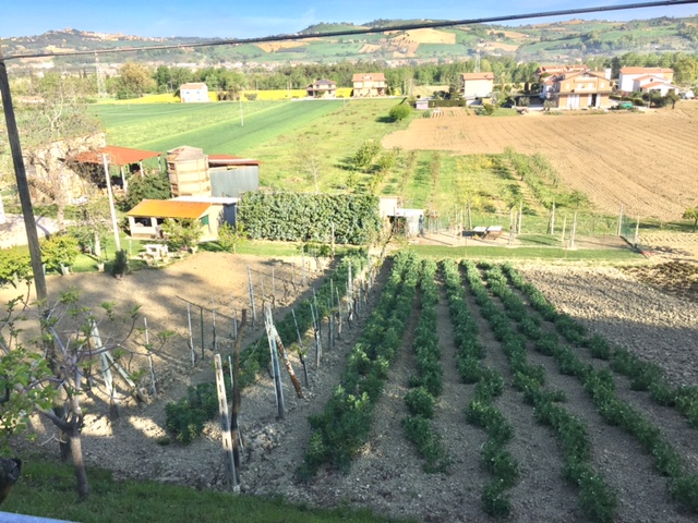 #LeMarcheMagic #LeMarche #Italy #Spring #VeggieGardens #MorningWalks