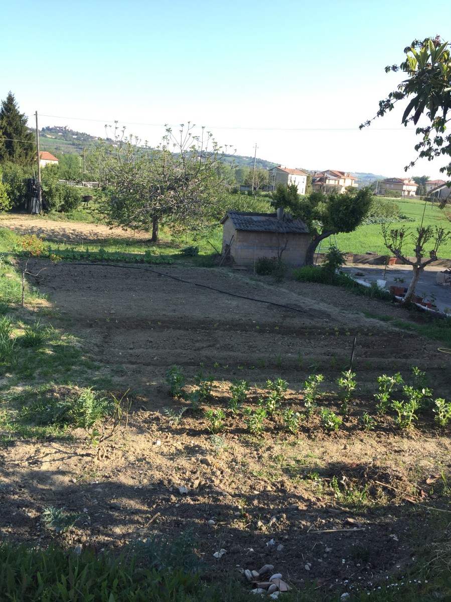 #LeMarcheMagic #LeMarche #Italy #Spring #VeggieGardens #MorningWalks