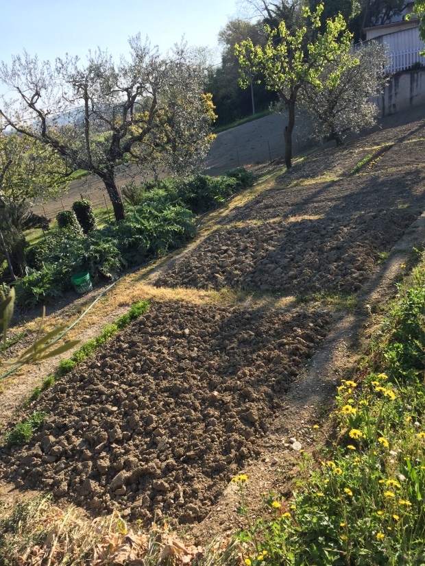 #LeMarcheMagic #LeMarche #Italy #Spring #VeggieGardens #MorningWalks