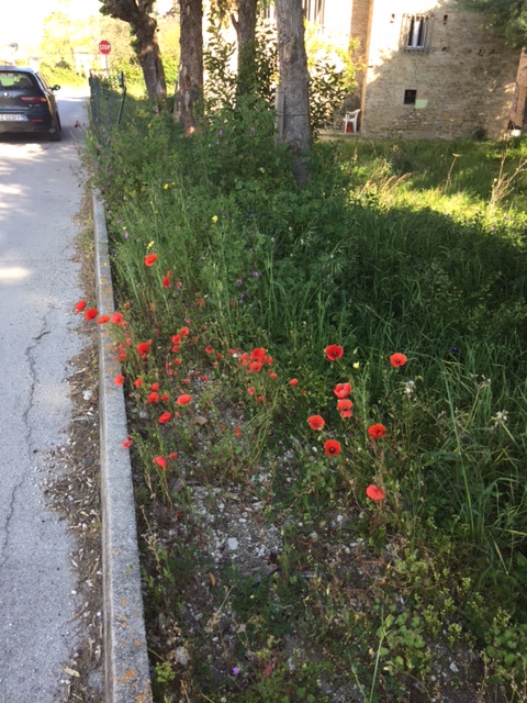#LeMarcheMagic #LeMarche #Italy #Spring #VeggieGardens #MorningWalks