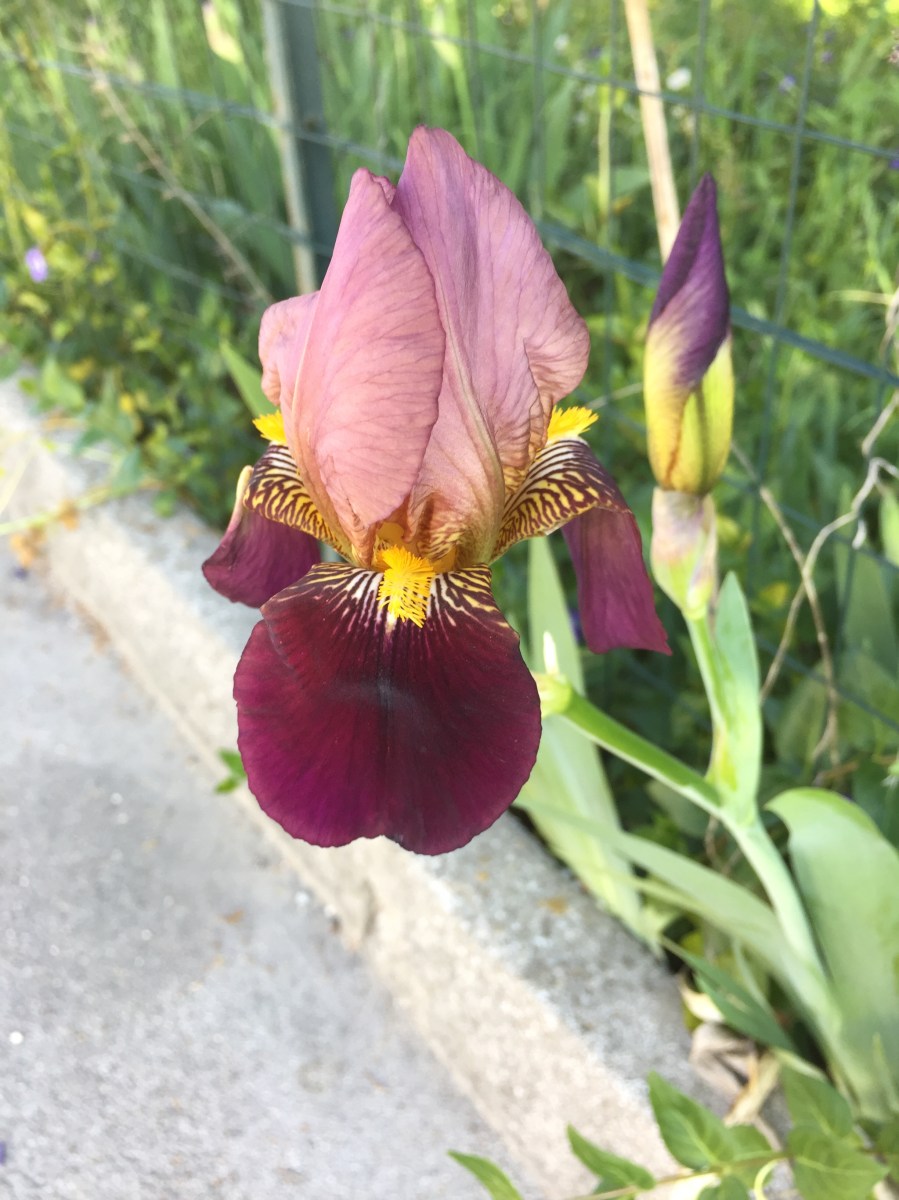 #LeMarcheMagic #LeMarche #Italy #Spring #VeggieGardens #MorningWalks