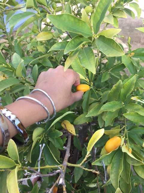 #LeMarcheMagic #LeMarche #Italy #Spring #VeggieGardens #MorningWalks