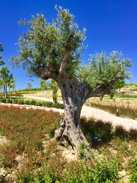 #LeMarcheMagic #Cantineaperte2017 #wine-tasting #OfficinaDelSole #Franco-Pecorino #Sensi-Passerina #VinoRossoFrutto #WineriesInLeMarche #WineLovers #RollingHills