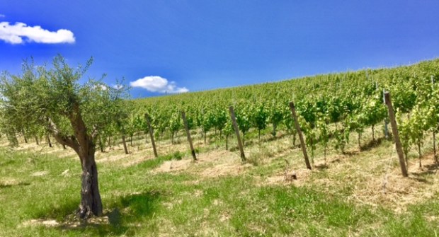 #LeMarcheMagic #Cantineaperte2017 #wine-tasting #OfficinaDelSole #Franco-Pecorino #Sensi-Passerina #VinoRossoFrutto #WineriesInLeMarche #WineLovers #RollingHills