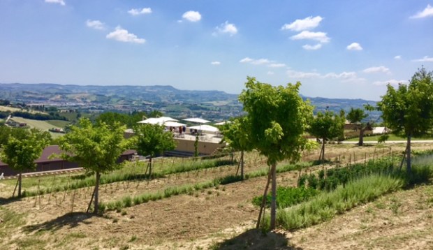 #LeMarcheMagic #Cantineaperte2017 #wine-tasting #OfficinaDelSole #Franco-Pecorino #Sensi-Passerina #VinoRossoFrutto #WineriesInLeMarche #WineLovers #RollingHills