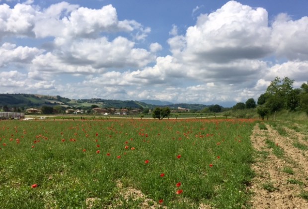 #photo #challenge #weekly photo challenge #photography #lemarchemagic #landscapes #poppies