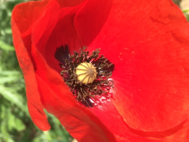 #photo #challenge #weekly photo challenge #photography #lemarchemagic #landscapes #poppies