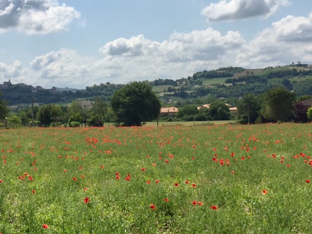 #photo #challenge #weekly photo challenge #photography #lemarchemagic #landscapes #poppies