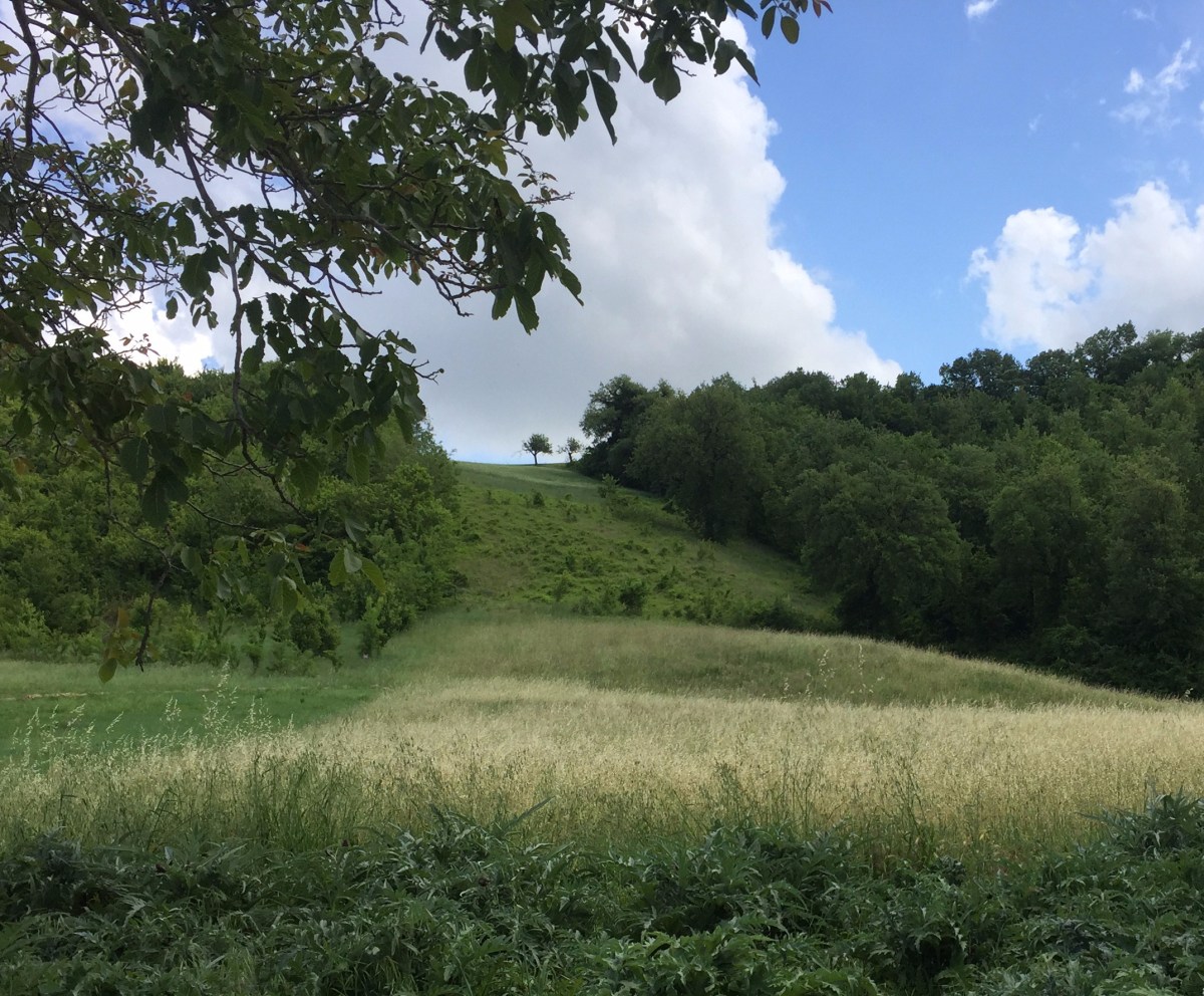 #photo #challenge #weekly photo challenge #photography #lemarchemagic #landscapes #poppies