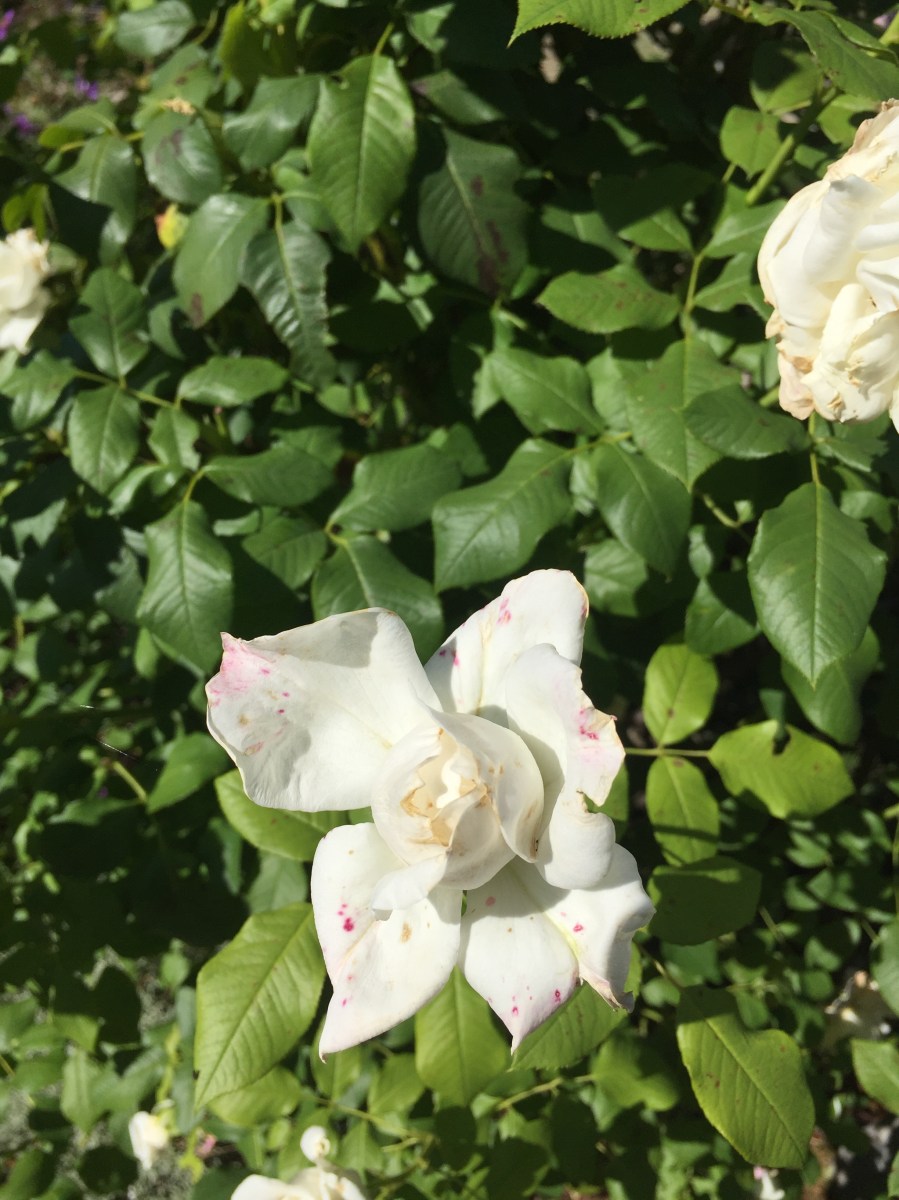 #lemarchemagic #lemarche #vacationhomes #wheretolaymyhead #medievalvillages #countrysideliving #countrycharm #italianrentals