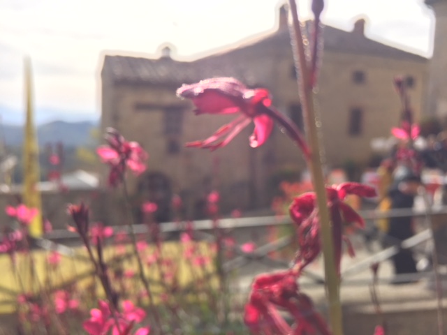 #montemonaco #sibillininationalpark #ascolipiceno #lemarchemagic #chestnuts #sagras #italianvacations #offthebeatenpath #lemarche #adventures