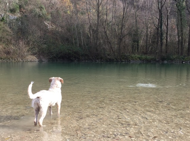 #lemarche #lemarchemagic #fermignano #medievalvillages #castles #pesarourbino #furlopass #eurpeancamperadventures #romanbridges #gloadelfurlo #grandcanyonofitaly #fiumemetauro #rivercandigliano #apenninemountains